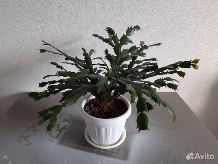 Декабрист алый