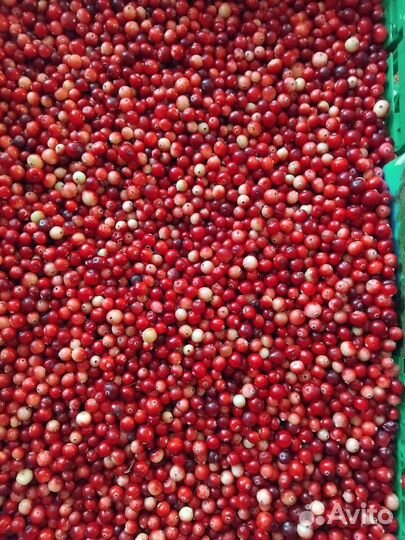 Клюква свежая