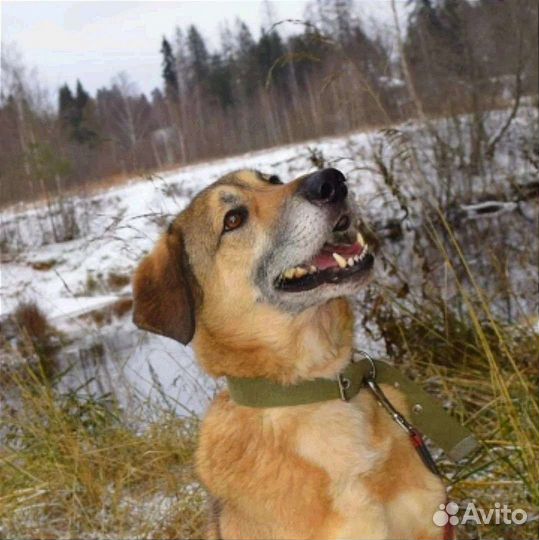 Лучшая собака