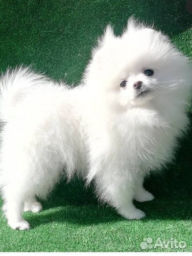 Шпицы аренда в Сочи