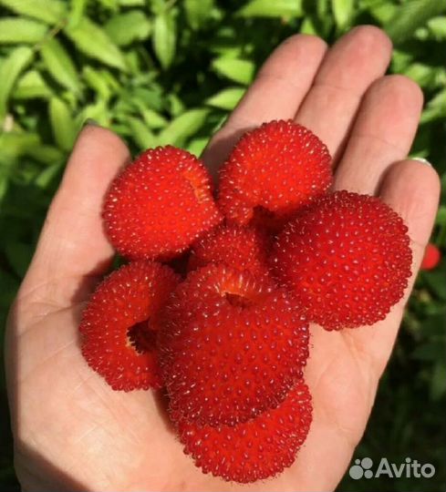 Малина земляничная (тибетская) (розолин)