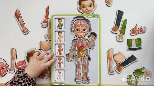 Пазл-сортер Анатомия человека-мальчик