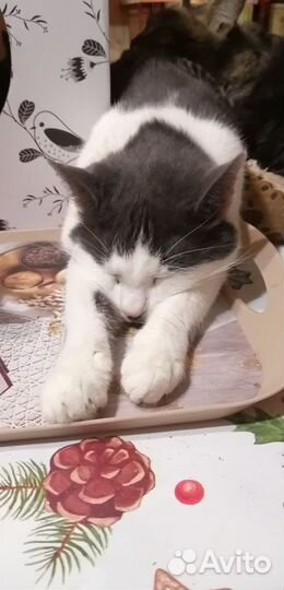 Черно-белый метис