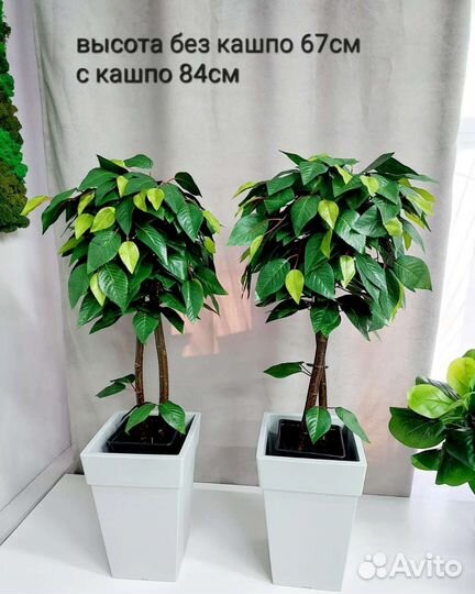 Кашпо стив кашпо напольное оазис Кашпо Тубус