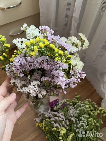 Статица сухоцвет