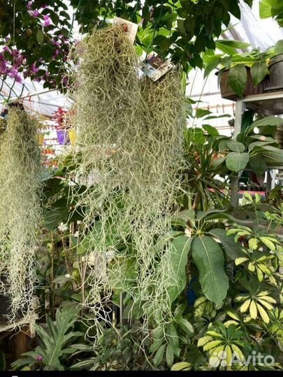 Тилландсия