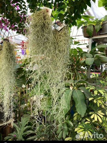 Тилландсия