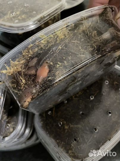 Черви выползки