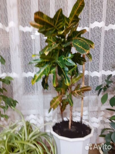 Кротон, фикус Бенжамина