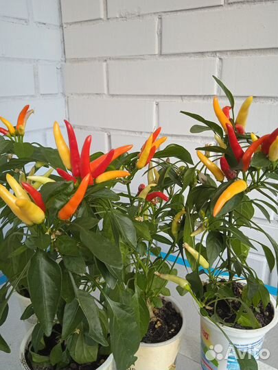 Комнатные многолетние перчики