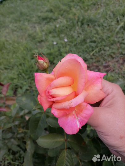 Саженцы розы Глория Дэй