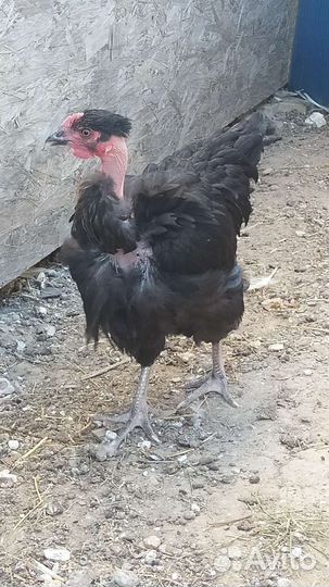 Петухи Корал Ник