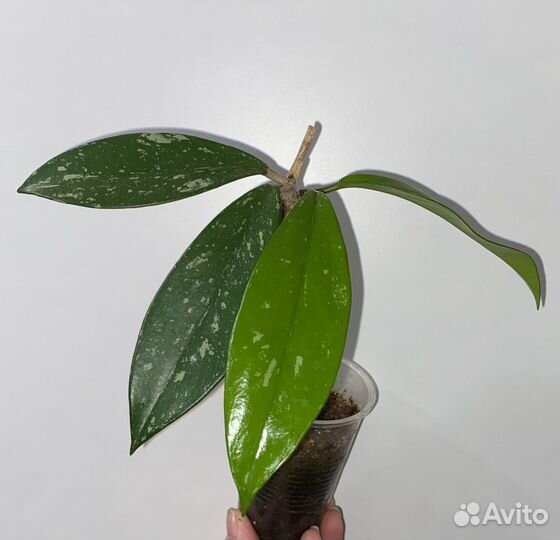 Хойи черенки, взрослые