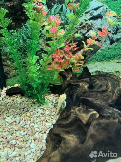 Сом Ансцитрус(самцы)