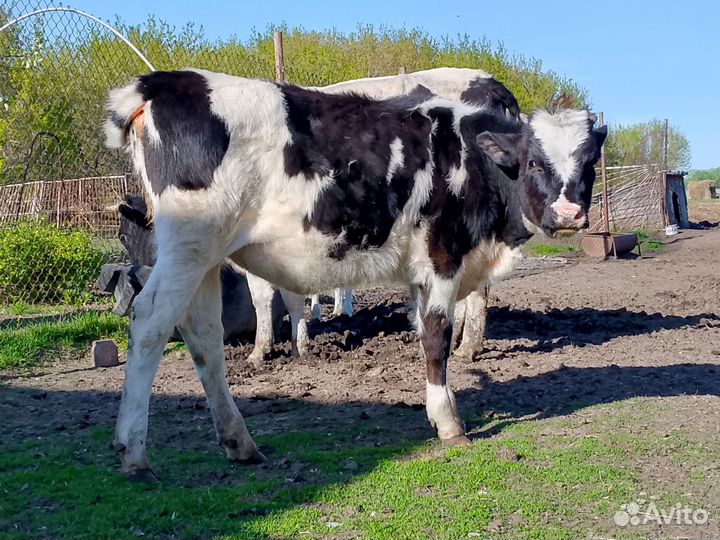 Корова Тёлка