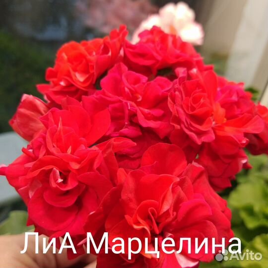 Пеларгония сортовая