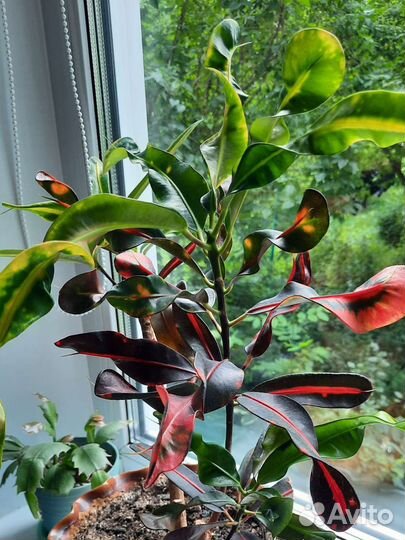 Кротон (кодиеум) мамми экселент