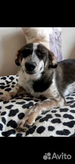 Улыбака грей