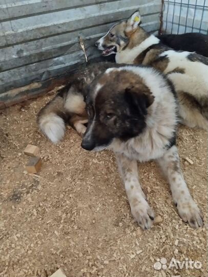 Собаки в отлове очень нуждаются в руках, ждут