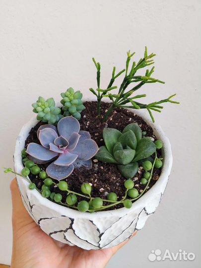 Суккуленты и кактусы (часть 2)