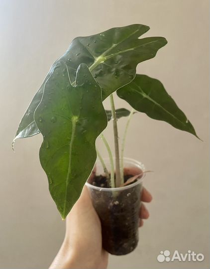 Алоказия Полли