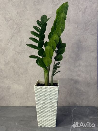 Замиокулькас