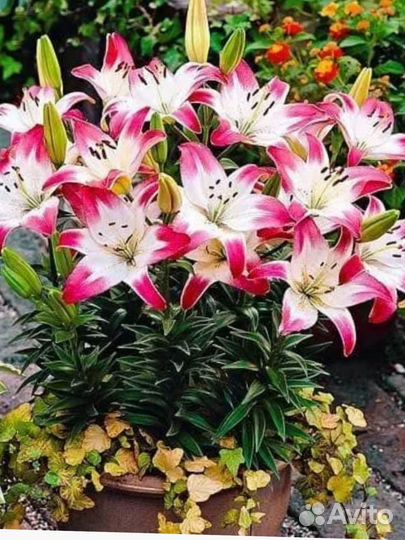 Лилии саженцы