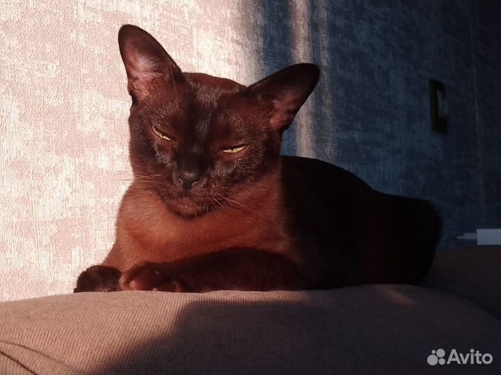 Котята бурманской кошки