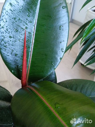 Фикус черный принц