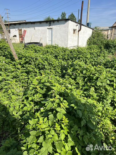 Ремонтантная малина