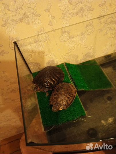 Красноухая черепаха