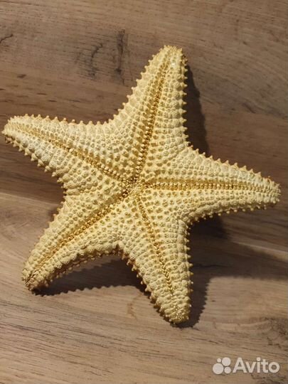 Морская звезда размер 22 см