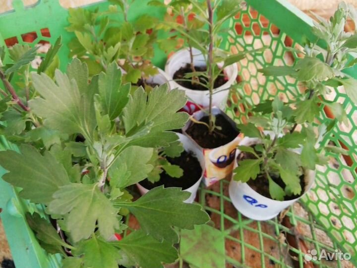 Хризантемы мультифлора