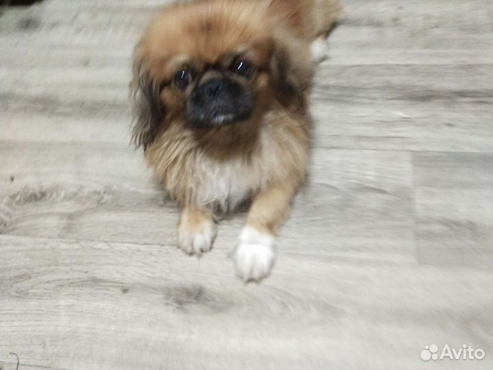 Вязка пекинес