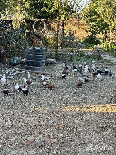 Продажа голубей