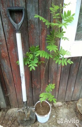 Саженцы дуба, липы, рябины, клена