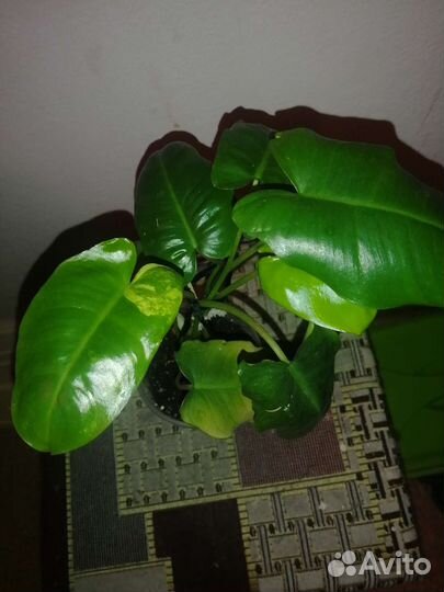 Цветные разные