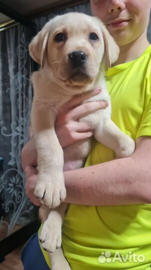 Щенки лабрадора