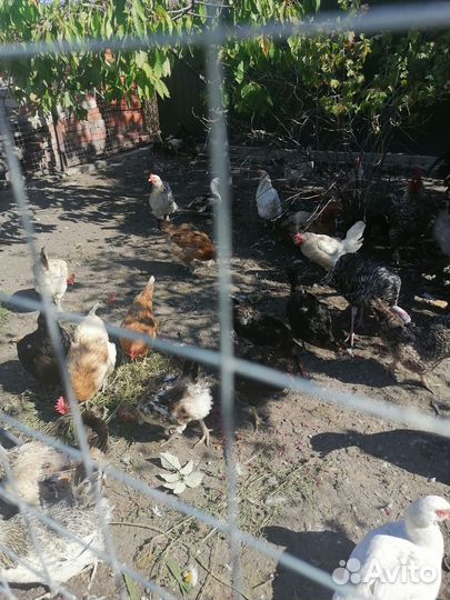 Куры молодки несушки