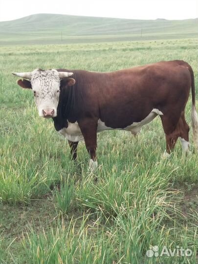 Продажа бычков
