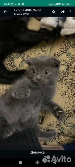 Шотландская