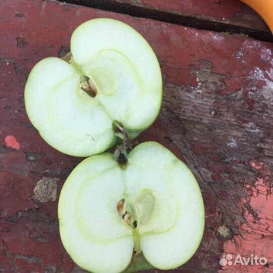 Яблоки