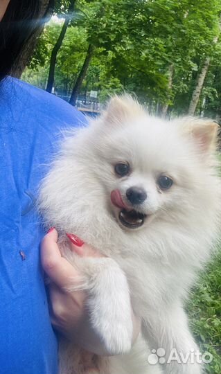 Вязка собак шпиц