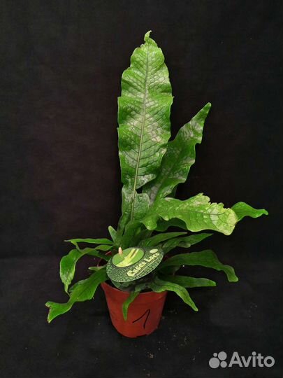 Папоротник крокодил 12/25-35