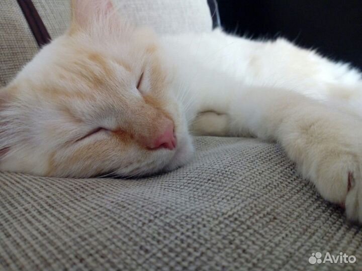 Марсель - голубоглазый тайский котик в дар 9 месяц