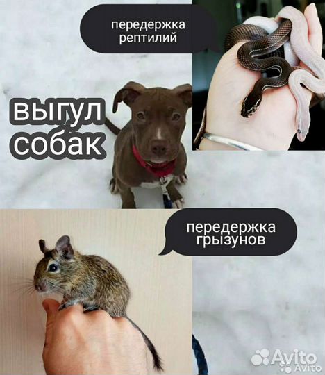 Передержка грызунов и рептилий. Выгул собак