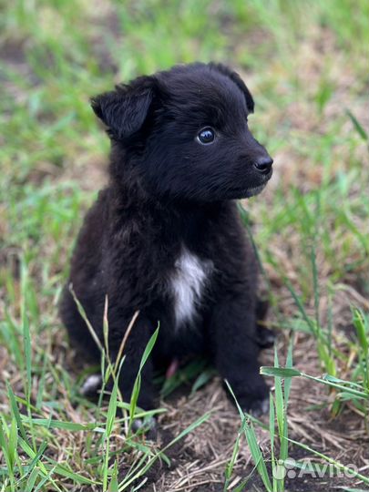 Щенки ищут дом