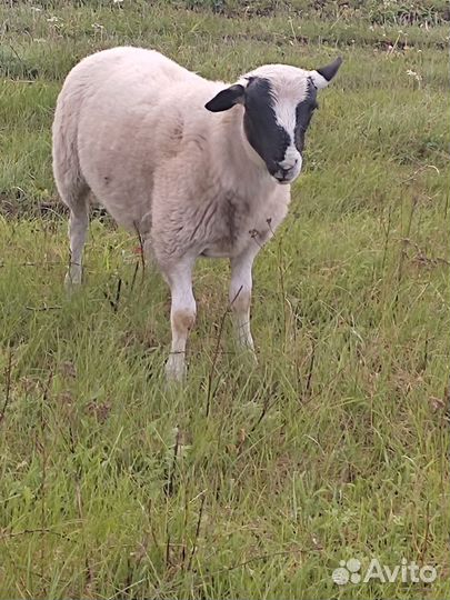 Овцы бараны