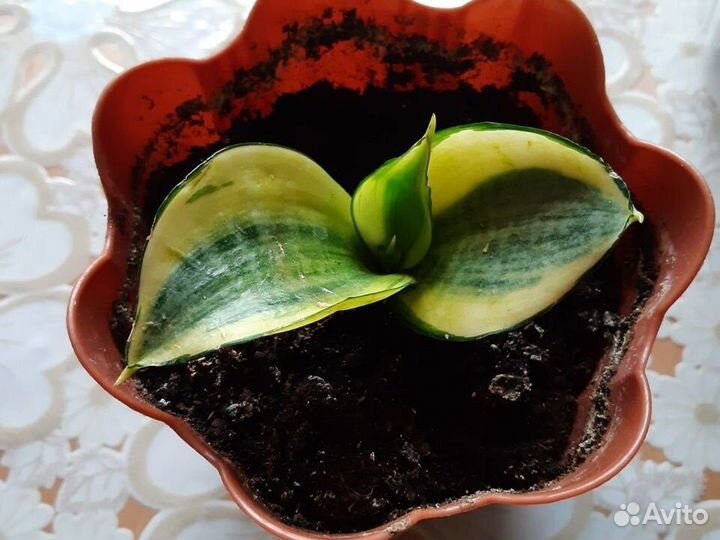 Сансевиерия ханни голд