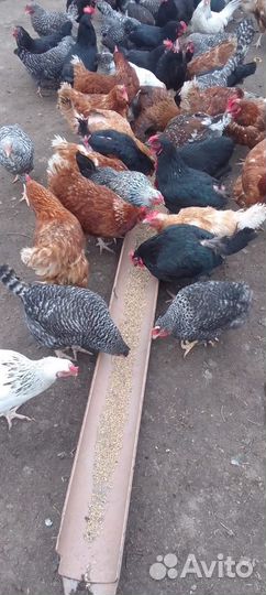Куры петухи домашние